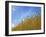 Barley against Blue Sky, East Himalayas, Tibet, China-Keren Su-Framed Photographic Print