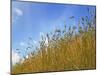 Barley against Blue Sky, East Himalayas, Tibet, China-Keren Su-Mounted Photographic Print