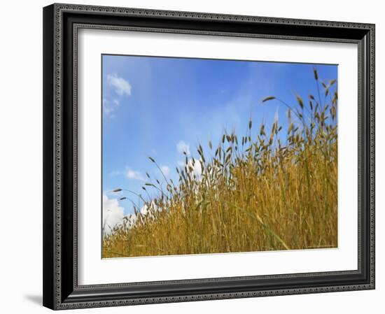 Barley against Blue Sky, East Himalayas, Tibet, China-Keren Su-Framed Photographic Print