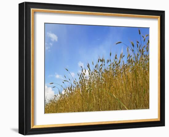 Barley against Blue Sky, East Himalayas, Tibet, China-Keren Su-Framed Photographic Print