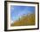 Barley against Blue Sky, East Himalayas, Tibet, China-Keren Su-Framed Photographic Print