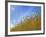 Barley against Blue Sky, East Himalayas, Tibet, China-Keren Su-Framed Photographic Print