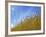 Barley against Blue Sky, East Himalayas, Tibet, China-Keren Su-Framed Photographic Print