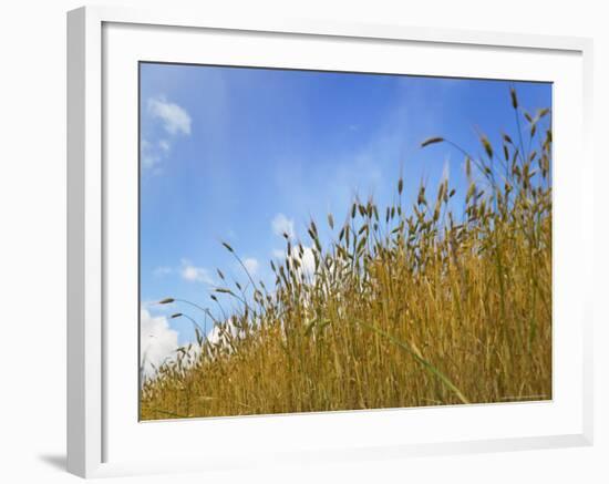 Barley against Blue Sky, East Himalayas, Tibet, China-Keren Su-Framed Photographic Print