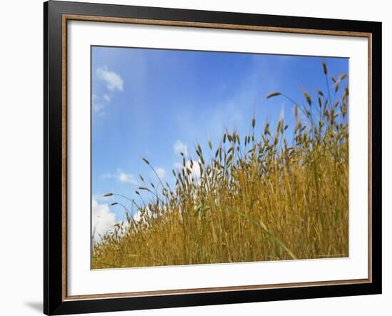 Barley against Blue Sky, East Himalayas, Tibet, China-Keren Su-Framed Photographic Print