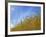 Barley against Blue Sky, East Himalayas, Tibet, China-Keren Su-Framed Photographic Print