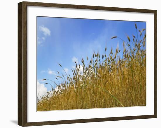 Barley against Blue Sky, East Himalayas, Tibet, China-Keren Su-Framed Photographic Print