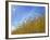 Barley against Blue Sky, East Himalayas, Tibet, China-Keren Su-Framed Photographic Print