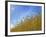 Barley against Blue Sky, East Himalayas, Tibet, China-Keren Su-Framed Photographic Print