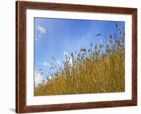 Barley against Blue Sky, East Himalayas, Tibet, China-Keren Su-Framed Photographic Print