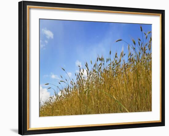 Barley against Blue Sky, East Himalayas, Tibet, China-Keren Su-Framed Photographic Print