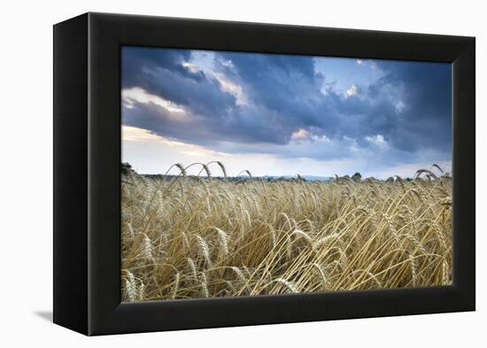 Barley Field (Hordeum vulgare L.) and clouds, near Vienna, Austria, Europe-John Guidi-Framed Premier Image Canvas