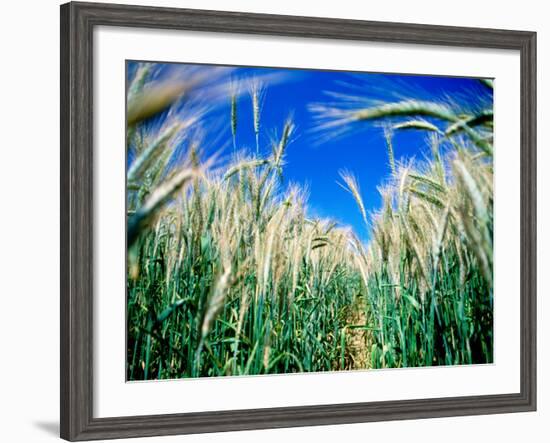 Barley Field in July, Denmark-Martin Lladó-Framed Photographic Print