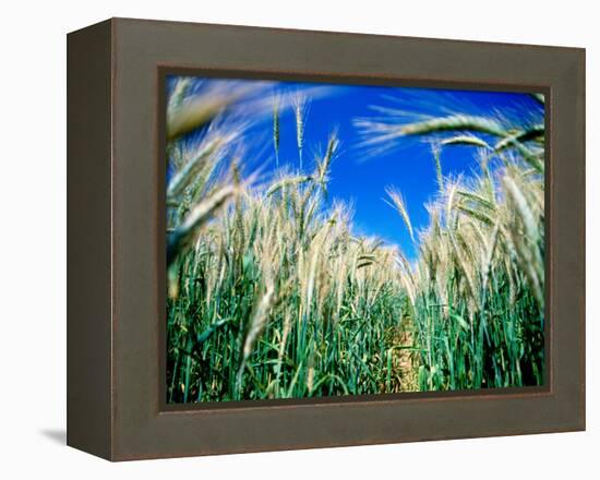 Barley Field in July, Denmark-Martin Lladó-Framed Premier Image Canvas