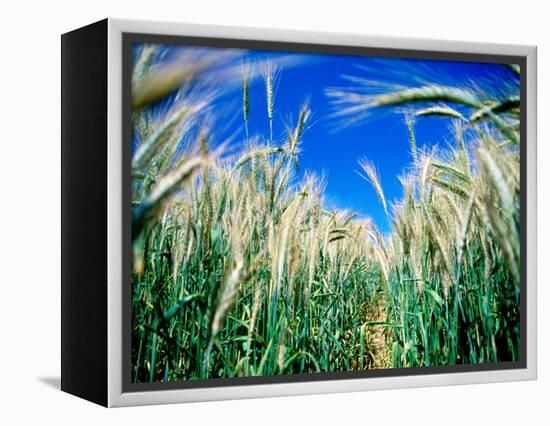 Barley Field in July, Denmark-Martin Lladó-Framed Premier Image Canvas