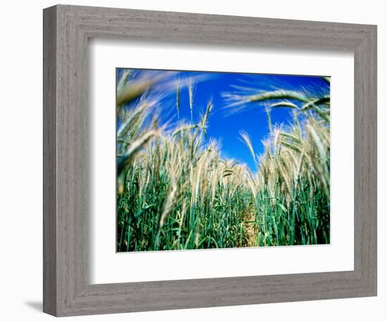 Barley Field in July, Denmark-Martin Lladó-Framed Photographic Print