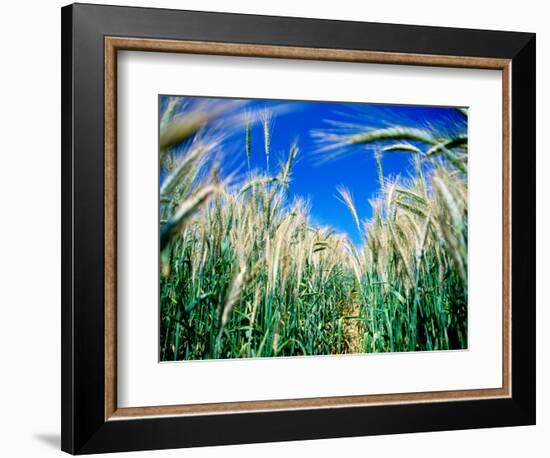 Barley Field in July, Denmark-Martin Lladó-Framed Photographic Print