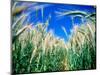 Barley Field in July, Denmark-Martin Lladó-Mounted Photographic Print