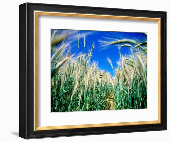 Barley Field in July, Denmark-Martin Lladó-Framed Photographic Print