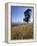 Barley Field on the Slopes of Entoto, Shoa Province, Ethiopia, Africa-Bruno Barbier-Framed Premier Image Canvas