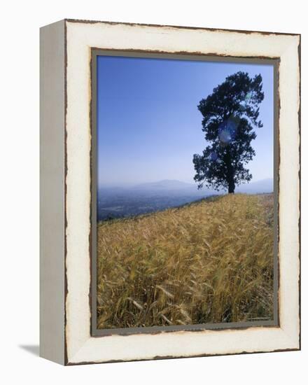 Barley Field on the Slopes of Entoto, Shoa Province, Ethiopia, Africa-Bruno Barbier-Framed Premier Image Canvas