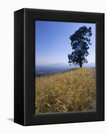 Barley Field on the Slopes of Entoto, Shoa Province, Ethiopia, Africa-Bruno Barbier-Framed Premier Image Canvas