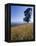 Barley Field on the Slopes of Entoto, Shoa Province, Ethiopia, Africa-Bruno Barbier-Framed Premier Image Canvas