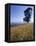 Barley Field on the Slopes of Entoto, Shoa Province, Ethiopia, Africa-Bruno Barbier-Framed Premier Image Canvas