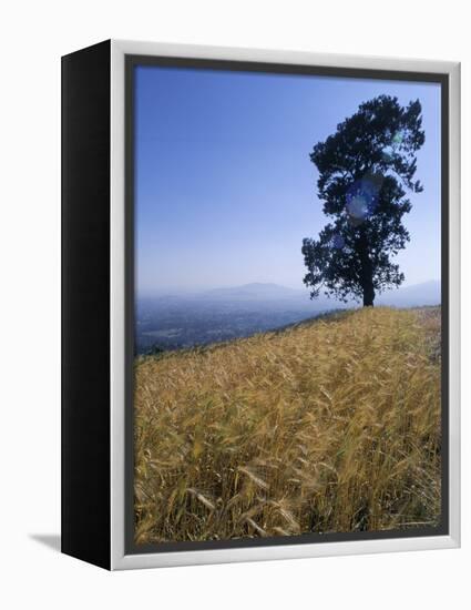 Barley Field on the Slopes of Entoto, Shoa Province, Ethiopia, Africa-Bruno Barbier-Framed Premier Image Canvas