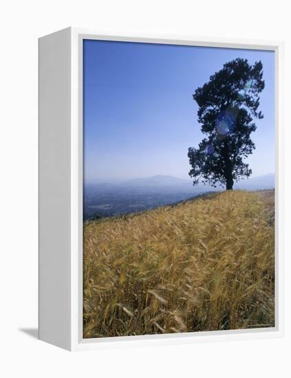 Barley Field on the Slopes of Entoto, Shoa Province, Ethiopia, Africa-Bruno Barbier-Framed Premier Image Canvas