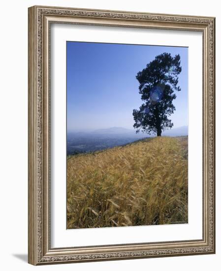 Barley Field on the Slopes of Entoto, Shoa Province, Ethiopia, Africa-Bruno Barbier-Framed Photographic Print