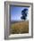 Barley Field on the Slopes of Entoto, Shoa Province, Ethiopia, Africa-Bruno Barbier-Framed Photographic Print