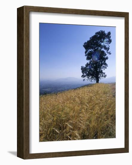 Barley Field on the Slopes of Entoto, Shoa Province, Ethiopia, Africa-Bruno Barbier-Framed Photographic Print