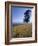 Barley Field on the Slopes of Entoto, Shoa Province, Ethiopia, Africa-Bruno Barbier-Framed Photographic Print