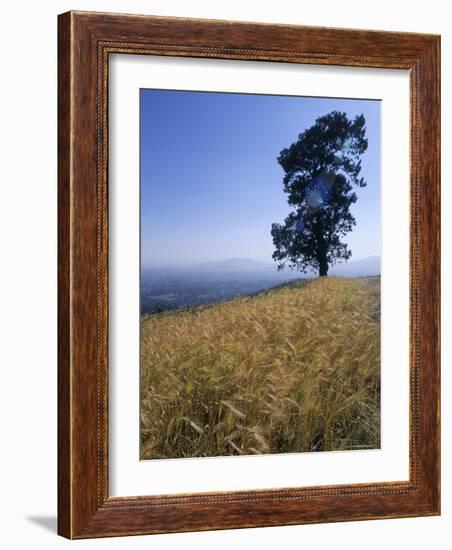 Barley Field on the Slopes of Entoto, Shoa Province, Ethiopia, Africa-Bruno Barbier-Framed Photographic Print