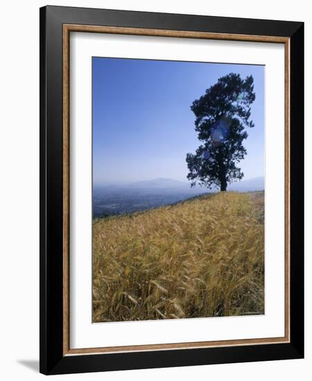 Barley Field on the Slopes of Entoto, Shoa Province, Ethiopia, Africa-Bruno Barbier-Framed Photographic Print