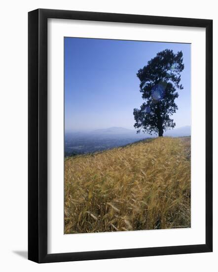 Barley Field on the Slopes of Entoto, Shoa Province, Ethiopia, Africa-Bruno Barbier-Framed Photographic Print