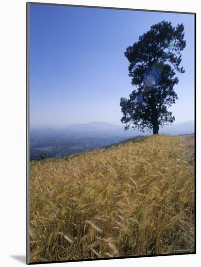 Barley Field on the Slopes of Entoto, Shoa Province, Ethiopia, Africa-Bruno Barbier-Mounted Photographic Print