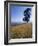 Barley Field on the Slopes of Entoto, Shoa Province, Ethiopia, Africa-Bruno Barbier-Framed Photographic Print