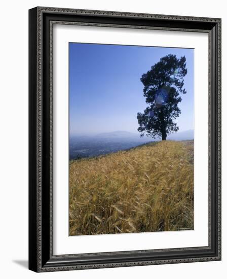 Barley Field on the Slopes of Entoto, Shoa Province, Ethiopia, Africa-Bruno Barbier-Framed Photographic Print