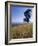 Barley Field on the Slopes of Entoto, Shoa Province, Ethiopia, Africa-Bruno Barbier-Framed Photographic Print