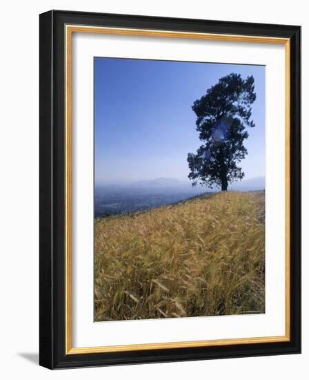 Barley Field on the Slopes of Entoto, Shoa Province, Ethiopia, Africa-Bruno Barbier-Framed Photographic Print