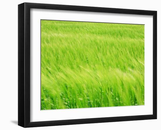 Barley Field-null-Framed Photographic Print