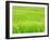 Barley Field-null-Framed Photographic Print