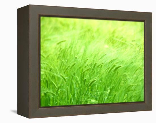 Barley-null-Framed Premier Image Canvas