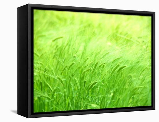 Barley-null-Framed Premier Image Canvas