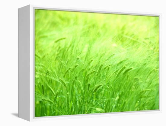 Barley-null-Framed Premier Image Canvas