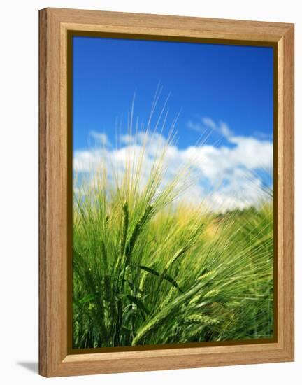 Barley-null-Framed Premier Image Canvas