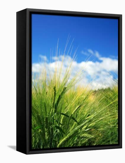 Barley-null-Framed Premier Image Canvas