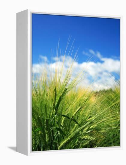 Barley-null-Framed Premier Image Canvas